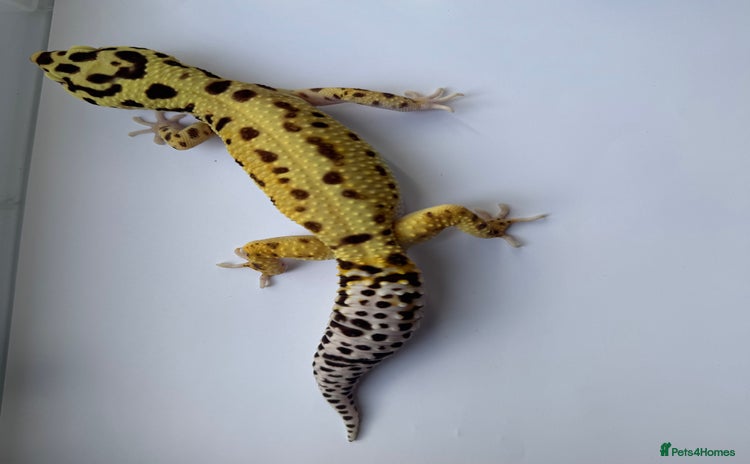 Gecko reptiles - Advert 9
