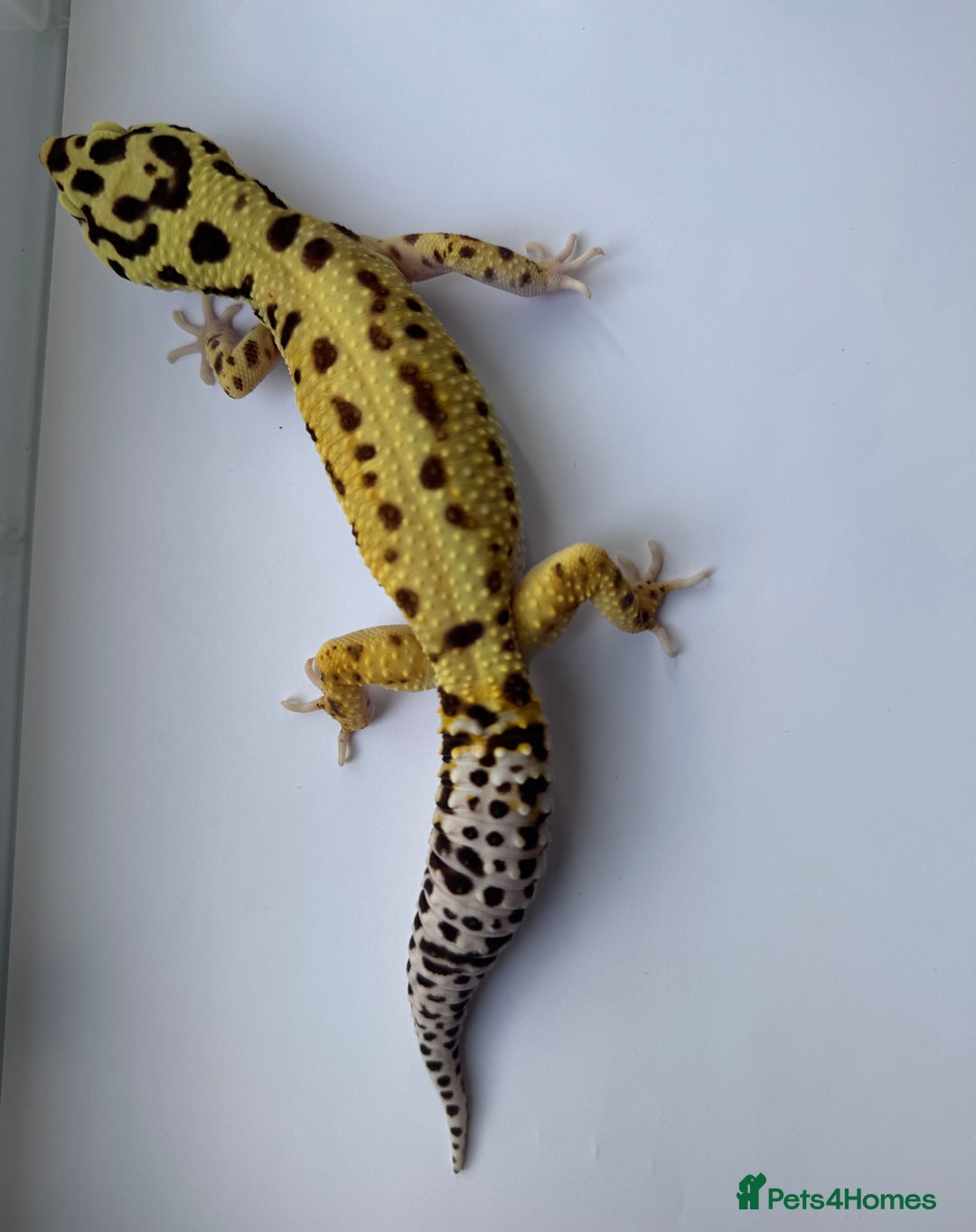 Gecko reptiles for sale: Breeding Adults Leopards and African Fat Tails  - Image 1