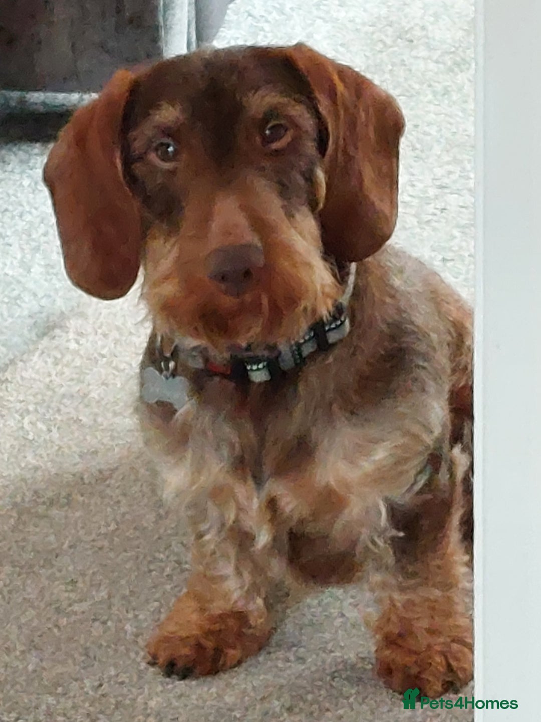 Dachshund dogs for stud: KC Registered Wirehaired Dachshund for Stud in Stoke-on-Trent - Image 4