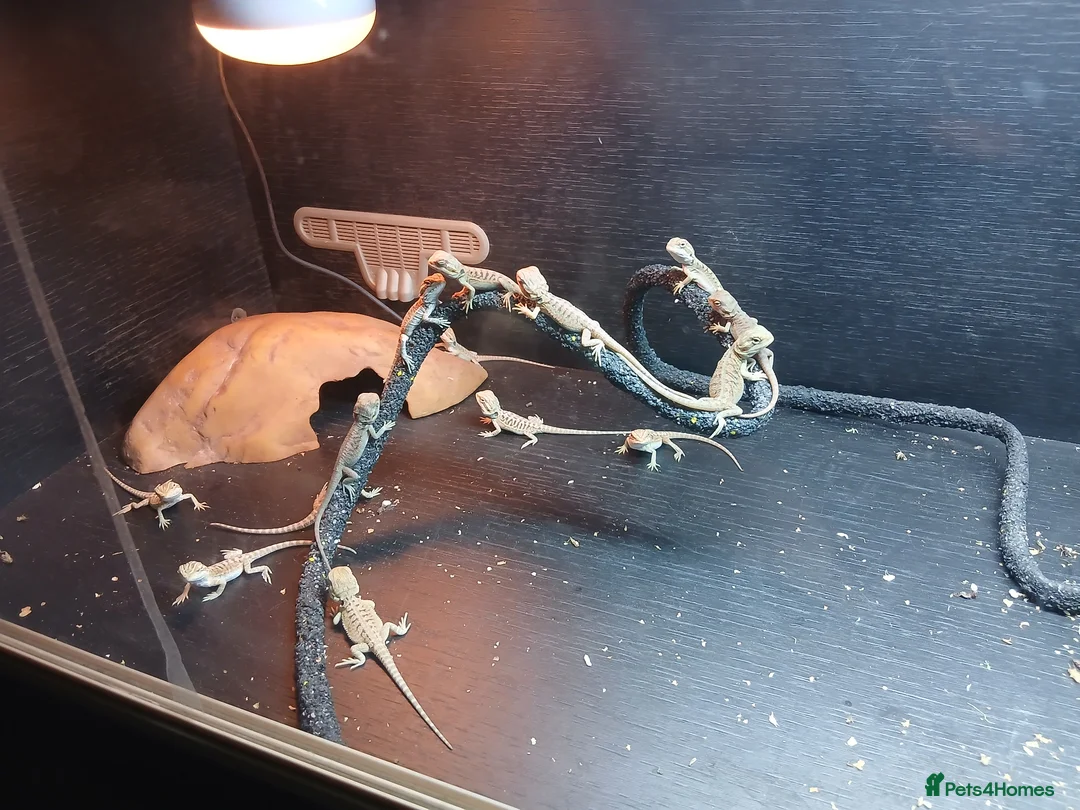Bearded Dragon reptiles for sale: Baby bearded dragons  in Southampton - Advert 2