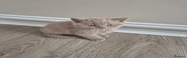 British Shorthair Kitten 1
