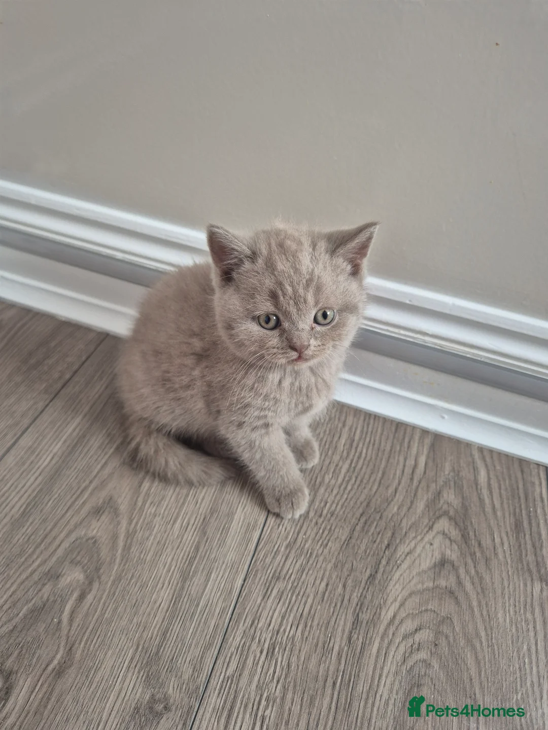 British Shorthair cats for sale: British sorthair - Advert 10