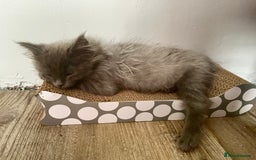 Maine Coon cats for sale: 5 Generation pedigree BLACK SMOKE kittens  - Image 32