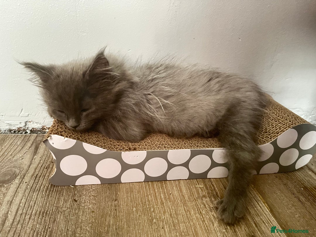 Maine Coon cats for sale: 5 Generation pedigree BLACK SMOKE kittens  - Image 32