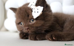 British Shorthair cats for sale: ❤️ Beautiful British Shorthair ❤️ - Image 15