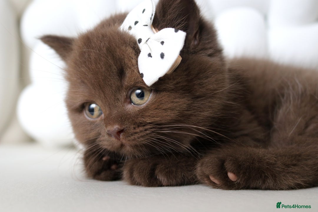British Shorthair cats for sale: ❤️ Beautiful British Shorthair ❤️ - Image 15