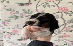 Basset Hound dogs for sale: Bassett hound puppies  - Advert 14