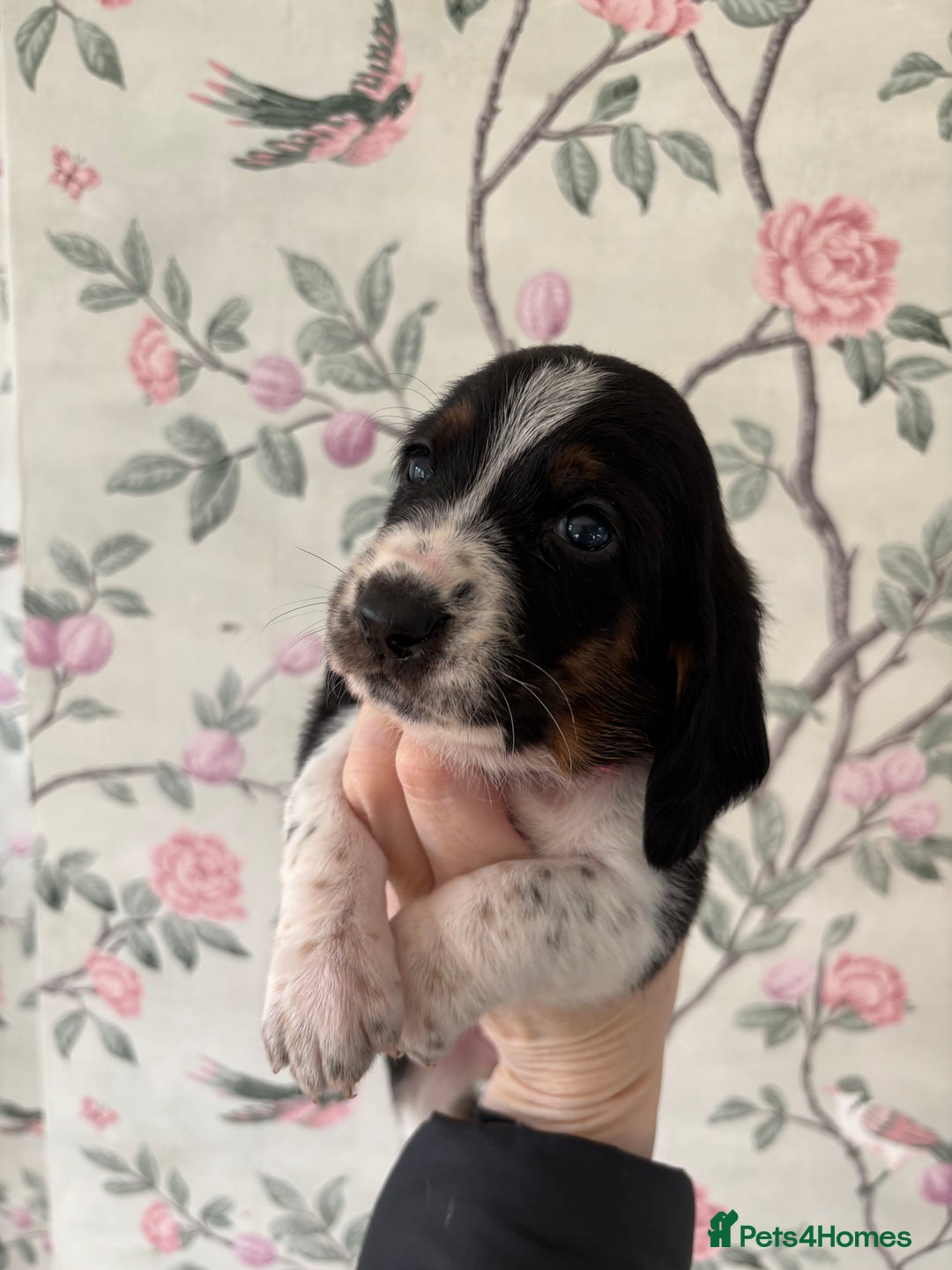 Basset Hound dogs for sale: Bassett hound puppies  - Advert 14