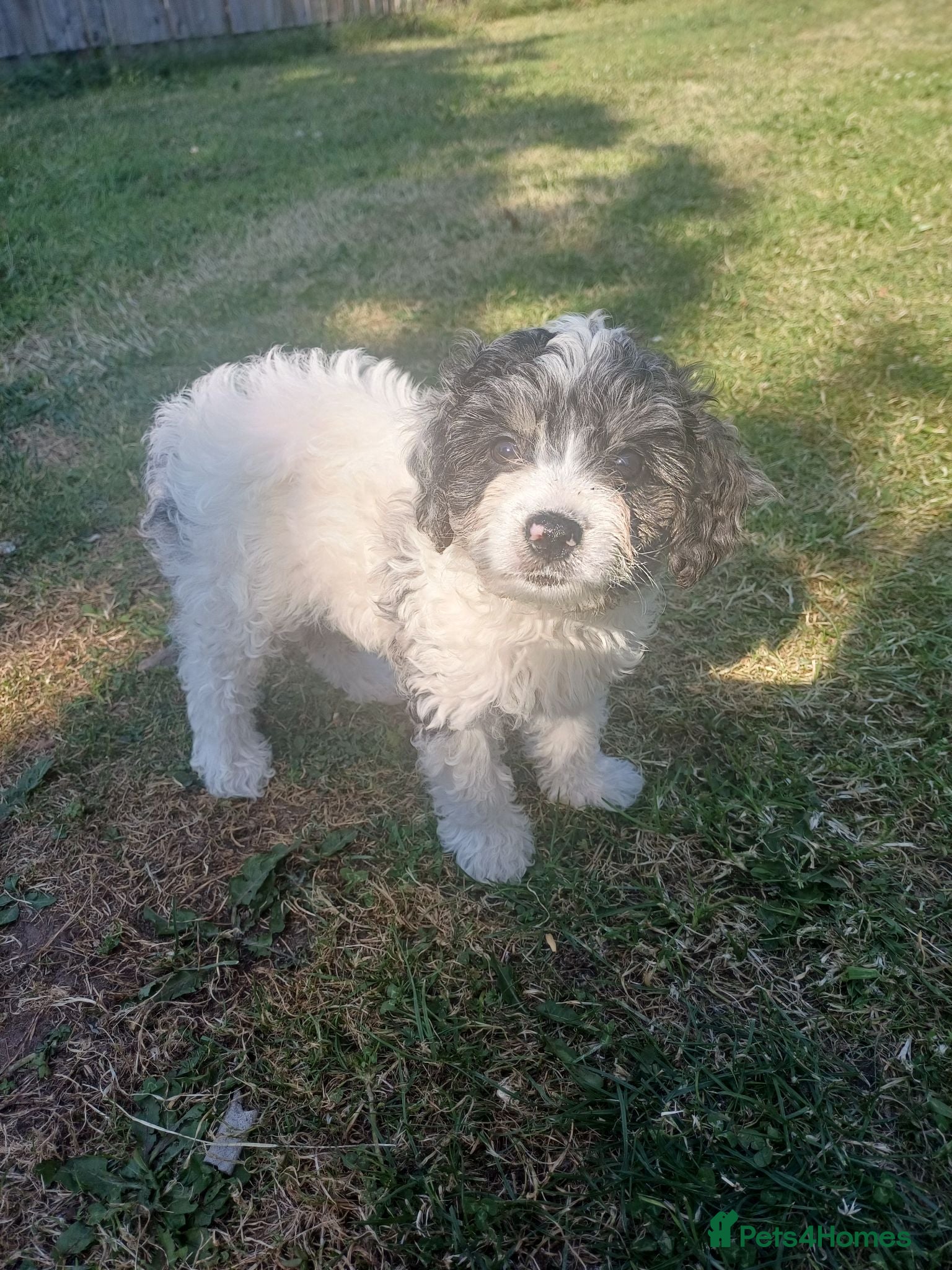 Cavapoo dogs Gorgeous cavapoo multicolours - Advert 4