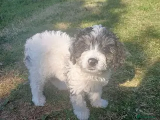 Cavapoo dogs Gorgeous cavapoo multicolours - Advert 4