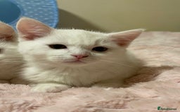 Ragdoll cats for sale: British Shorthair Cross Ragdoll Kittens  - Advert 8