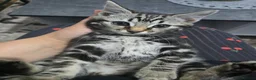 Mixed Breed cats for sale: kittens ready to go - Advert 4