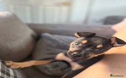 Mixed Breed dogs for sale: Kye 16 weeks old  - Image 9