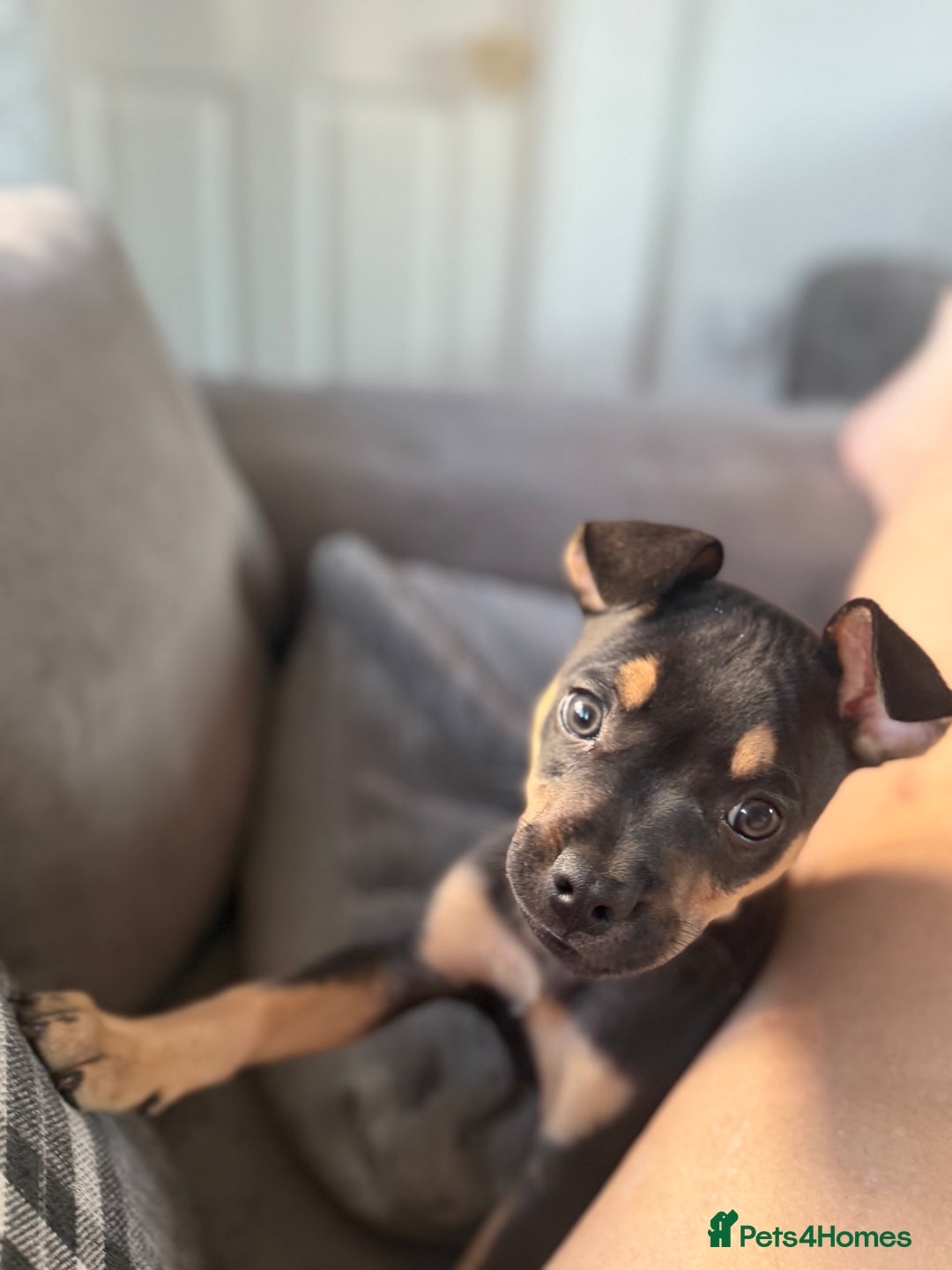 Mixed Breed dogs for sale: Kye 16 weeks old  - Image 9