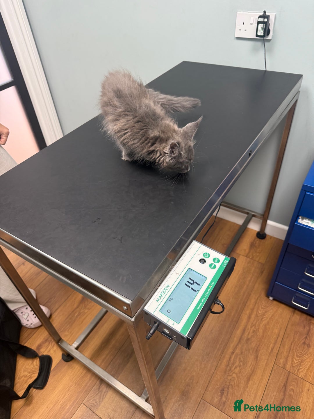 Maine Coon cats for sale: Maine Coon Kittens for sale solid blue is  female  - Image 36