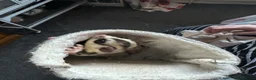 Sugar Glider rodents for sale: Pair of  sugar gliders  - Advert 1