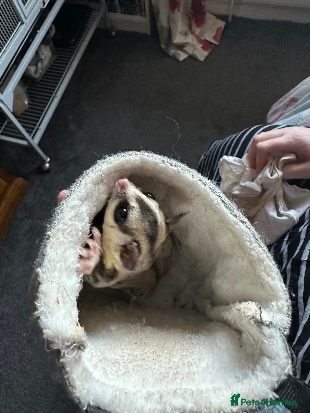 Sugar Glider rodents for sale: Pair of  sugar gliders  - Advert 1