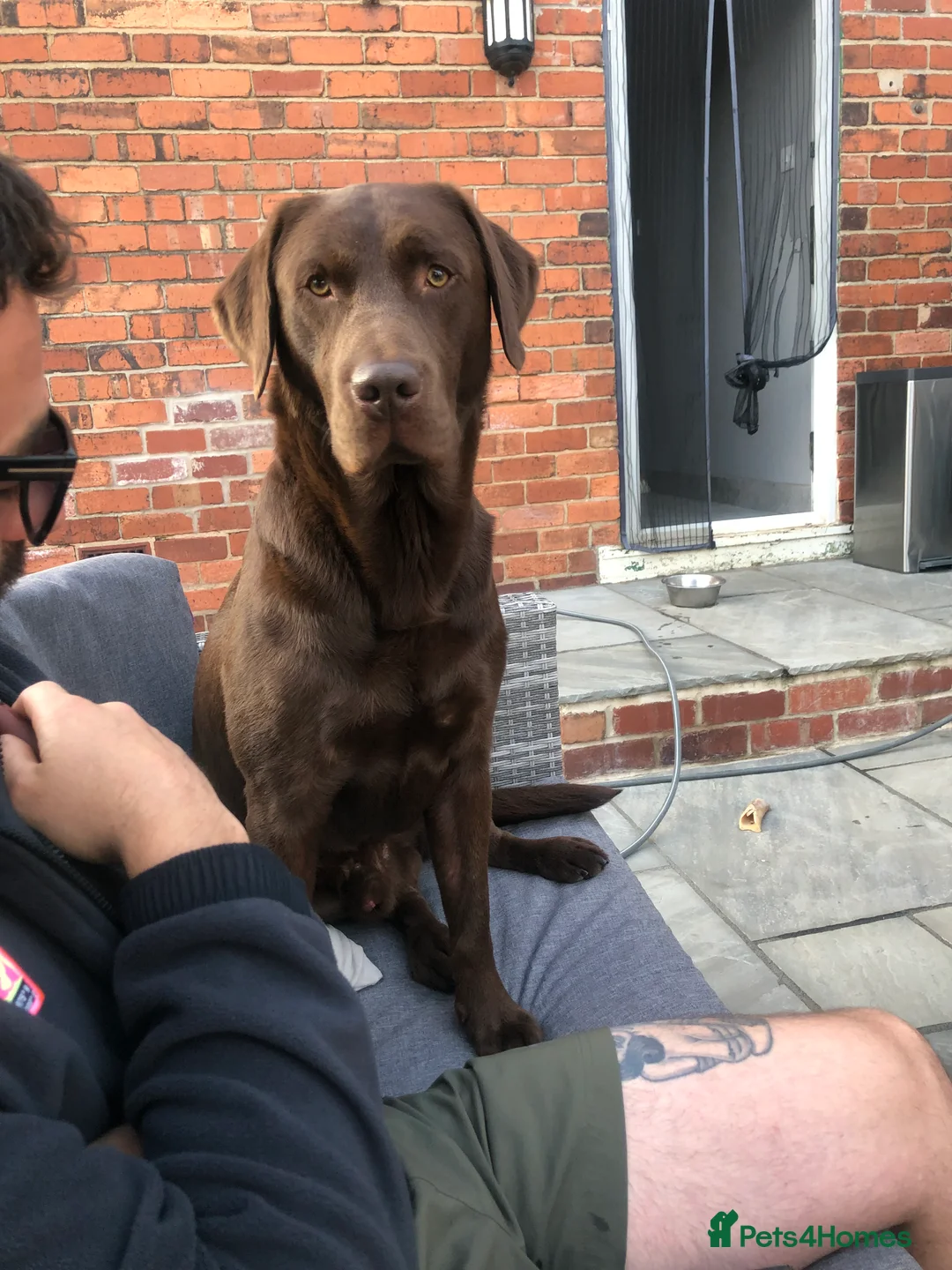 Labrador Retriever dogs for stud: Chocolate Labrador Stud - Advert 9