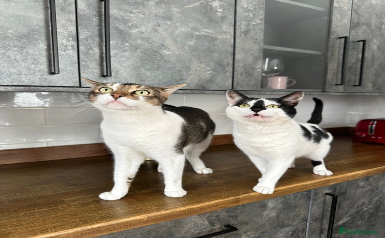 Mixed Breed cats - Advert 5