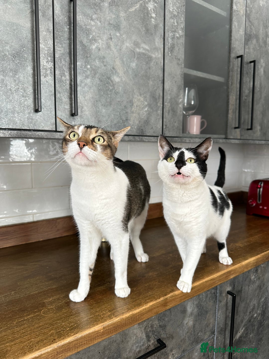 Mixed Breed cats for sale: Free to a good home - Image 1