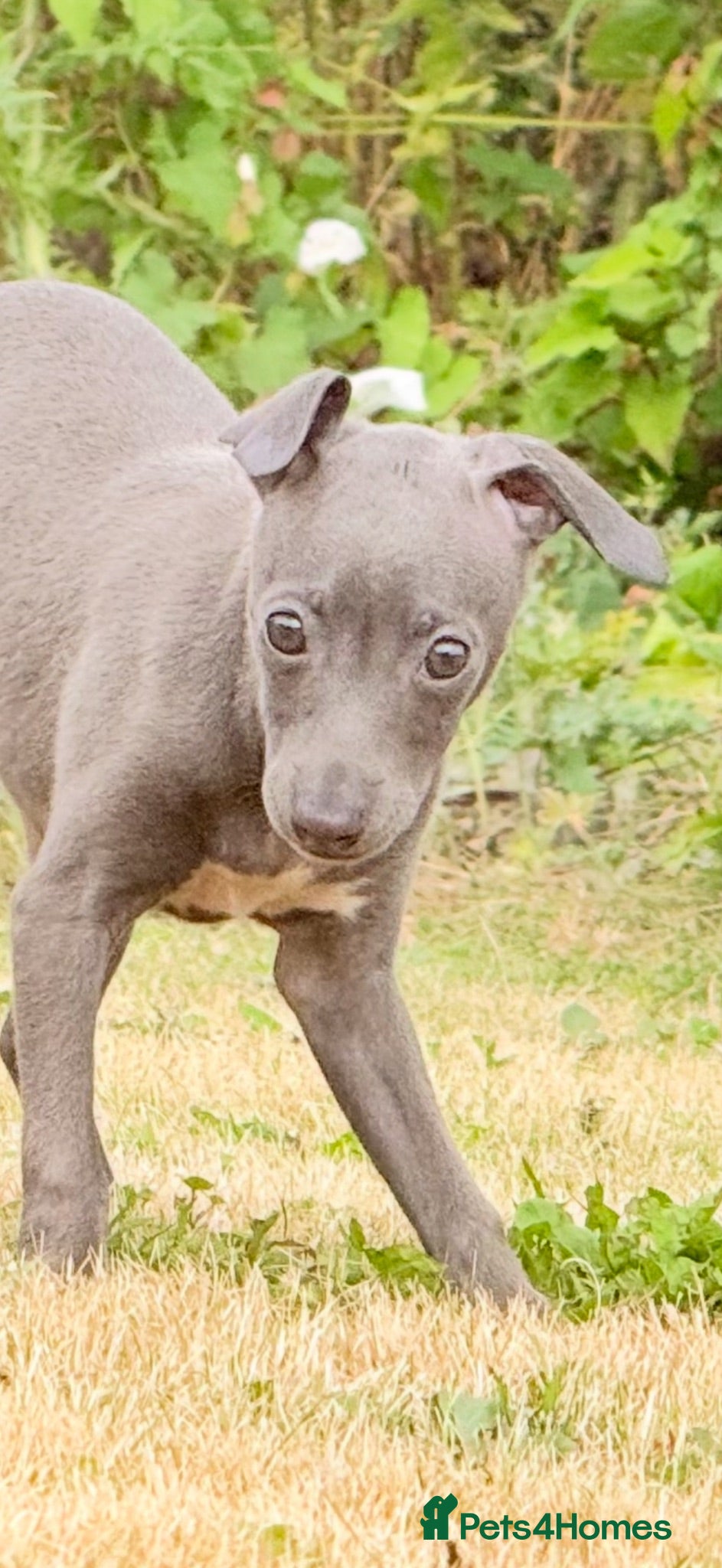 Italian Greyhound dogs Italian Greyhound KC  – Blue Girl & Fawn Boys - Advert 1