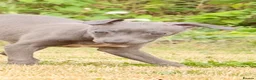 Italian Greyhound dogs for sale: Italian Greyhound KC  – Blue Girl & Fawn Boys - Advert 1