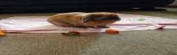 Dwarf Lop rabbits for sale: Dwarf Lop "house" Rabbit in Cannock - Advert 2