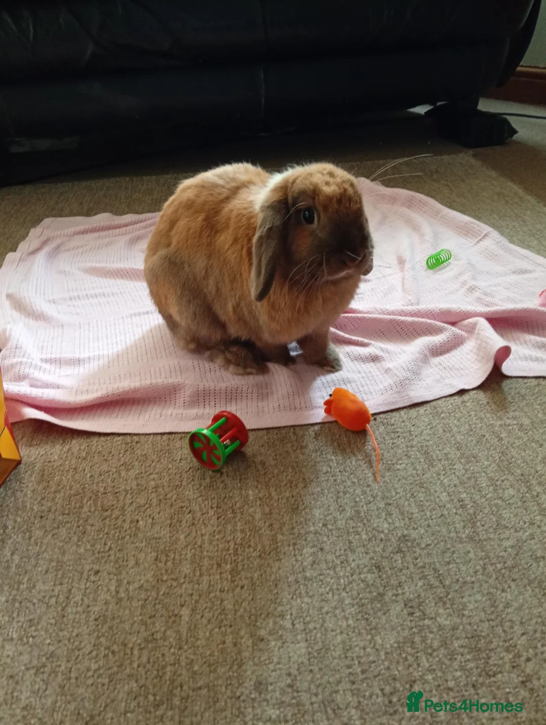 Dwarf Lop rabbits for sale: Dwarf Lop "house" Rabbit in Cannock - Advert 2