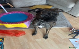 Mixed Breed dogs for sale: Presa Canario Cross Female  - Image 2