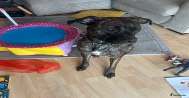 Mixed Breed dogs - Advert 5