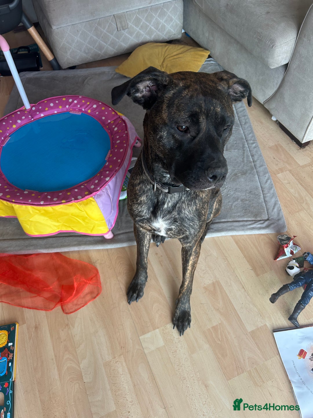 Mixed Breed dogs for sale: Presa Canario Cross Female  - Image 2