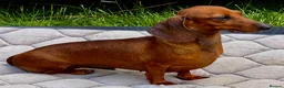 Miniature Dachshund dogs for adoption: Mel – Female Miniature Dachshund in Caterham - Advert 4