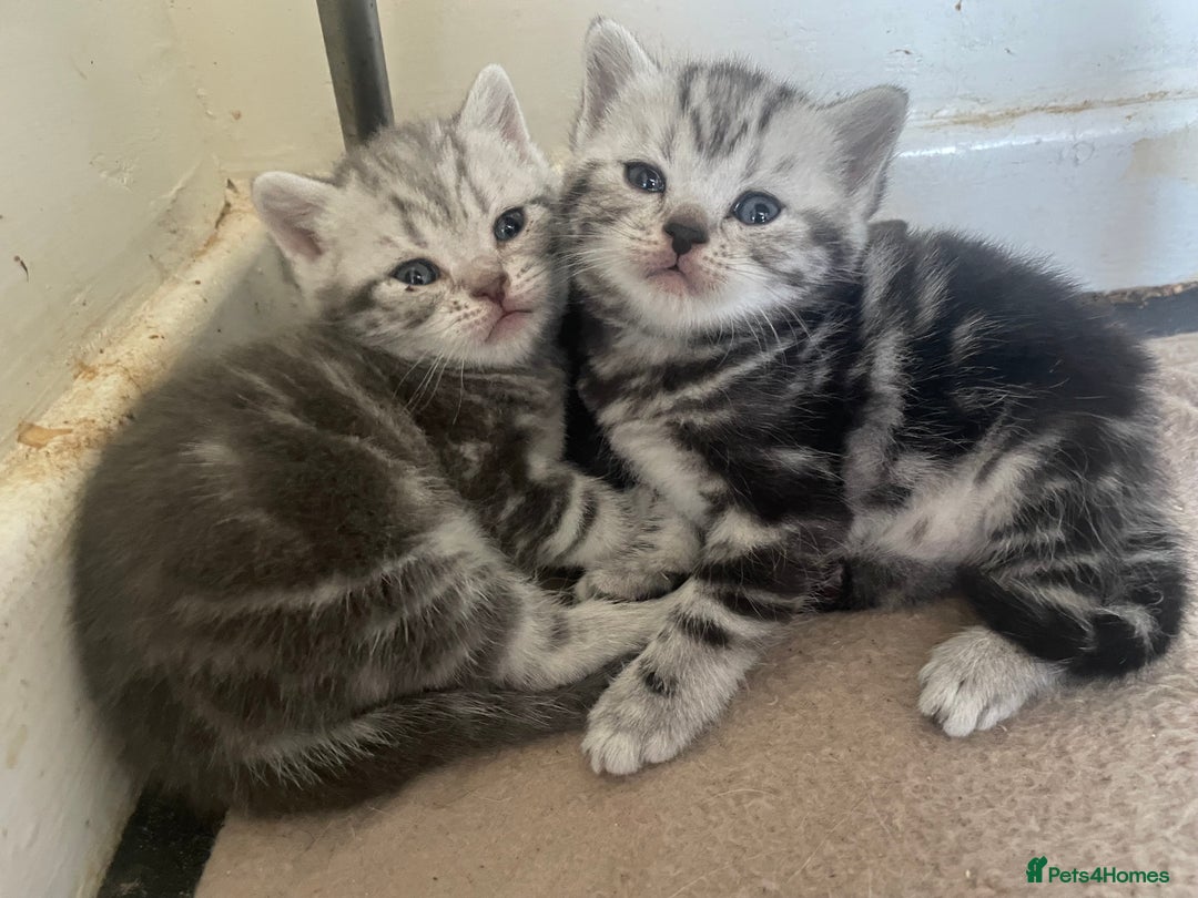 British Shorthair cats for sale: Pedigree British shorthair kittens for sale  - Image 3