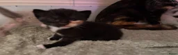 Mixed Breed cats for sale: Beautiful calico and pointed kittens in Woodbridge - Advert 5