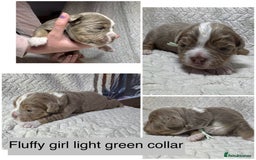 Old Tyme Bulldog dogs for sale: beautiful olde tyme bulldog puppies  - Advert 13