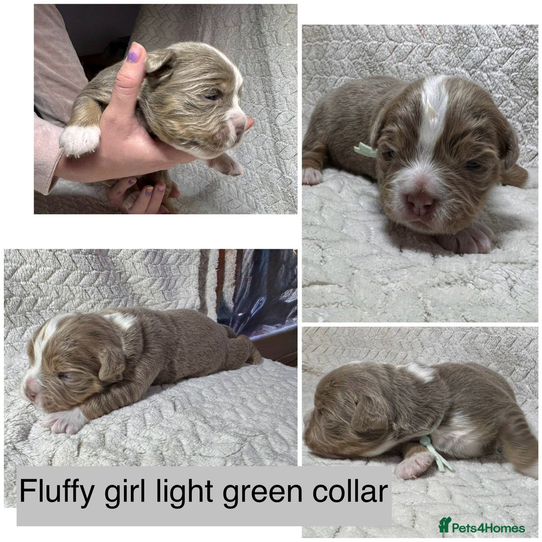 Old Tyme Bulldog dogs for sale: beautiful olde tyme bulldog puppies  - Advert 13