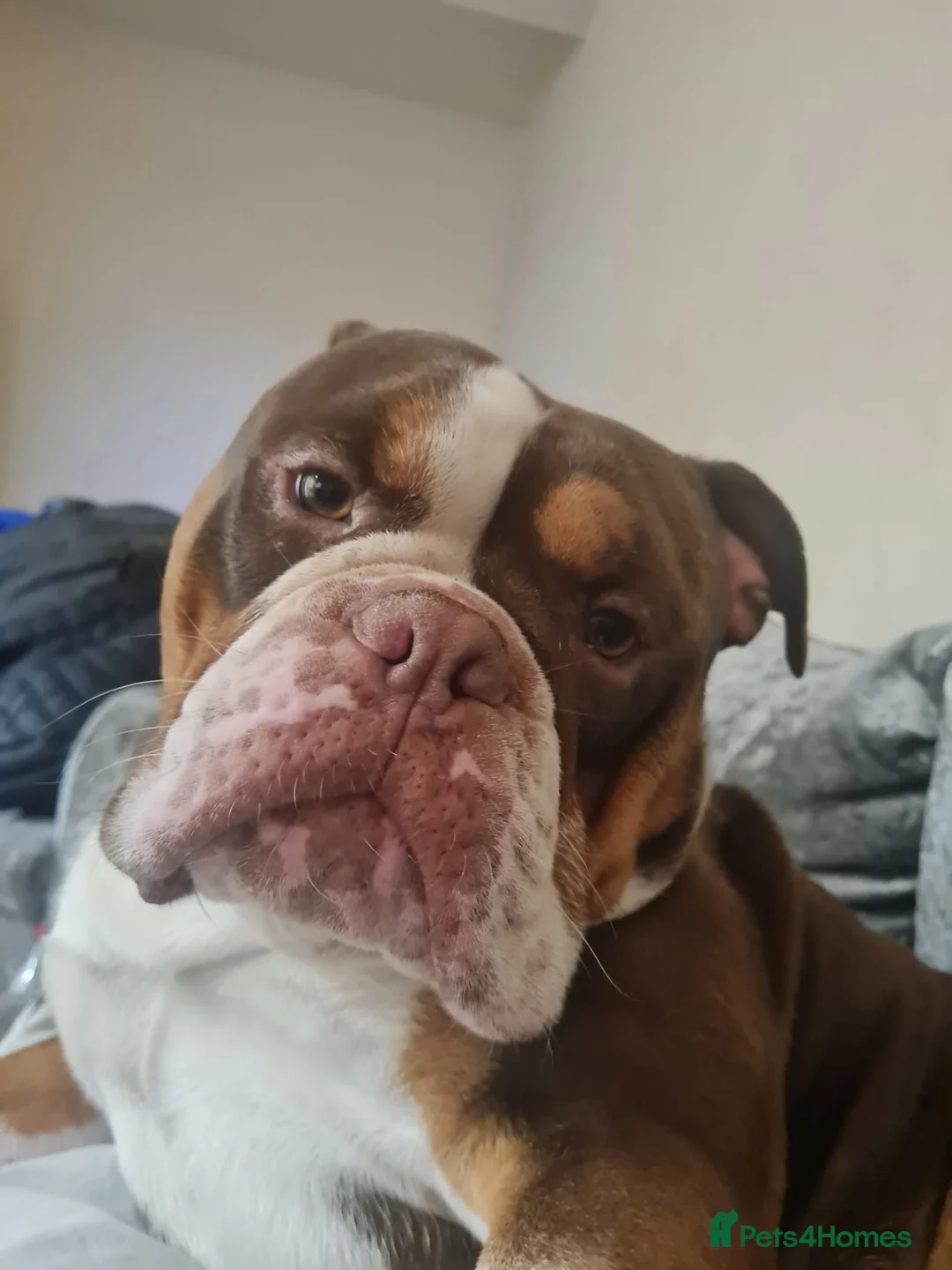 Olde English Bulldogge dogs for sale: Old English bulldog  in Wednesbury - Advert 3
