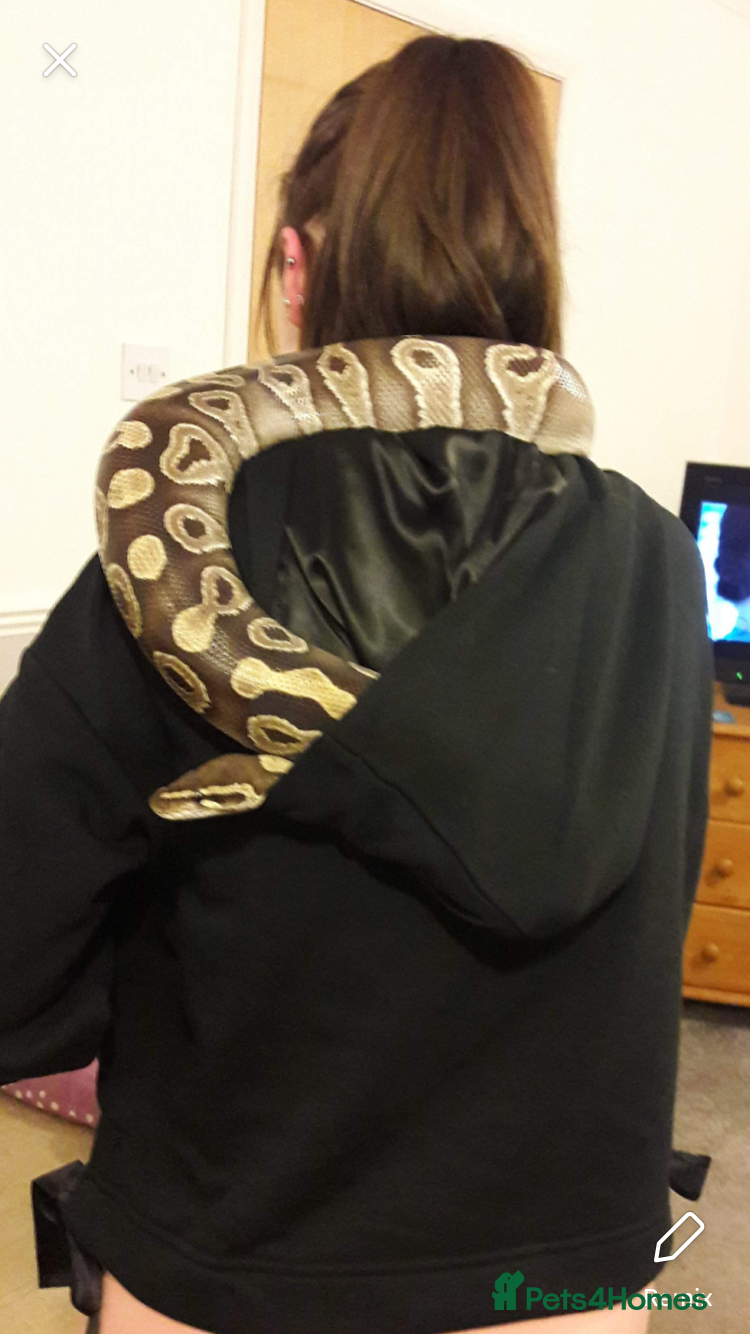 Python Snake reptiles Female Mojave Royal Python - Advert 2