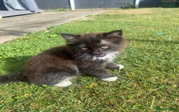 British Shorthair cats for sale: Gorgeous British shorthair kittens  - Image 3