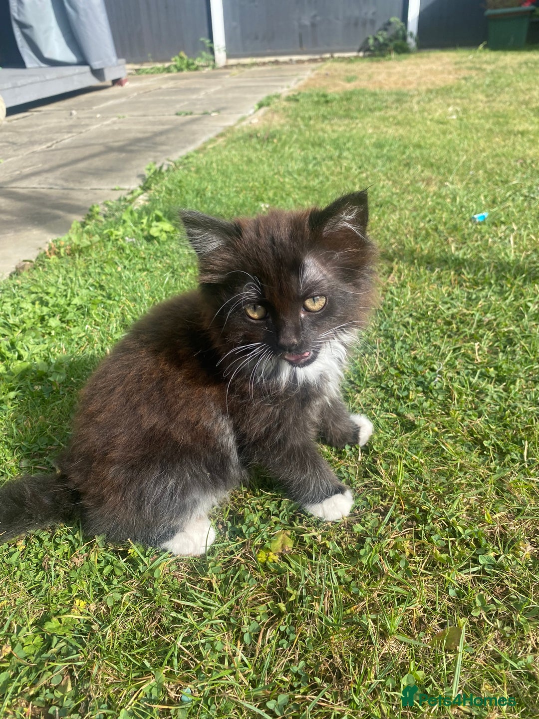 British Shorthair cats for sale: Gorgeous British shorthair kittens  - Image 3