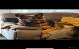 German Shepherd dogs for sale: 5 year old German Shepard  - Image 1
