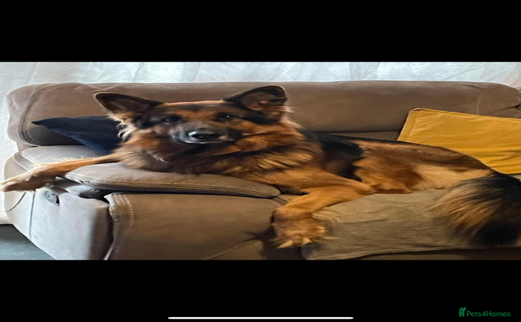 German Shepherd dogs - Advert 9