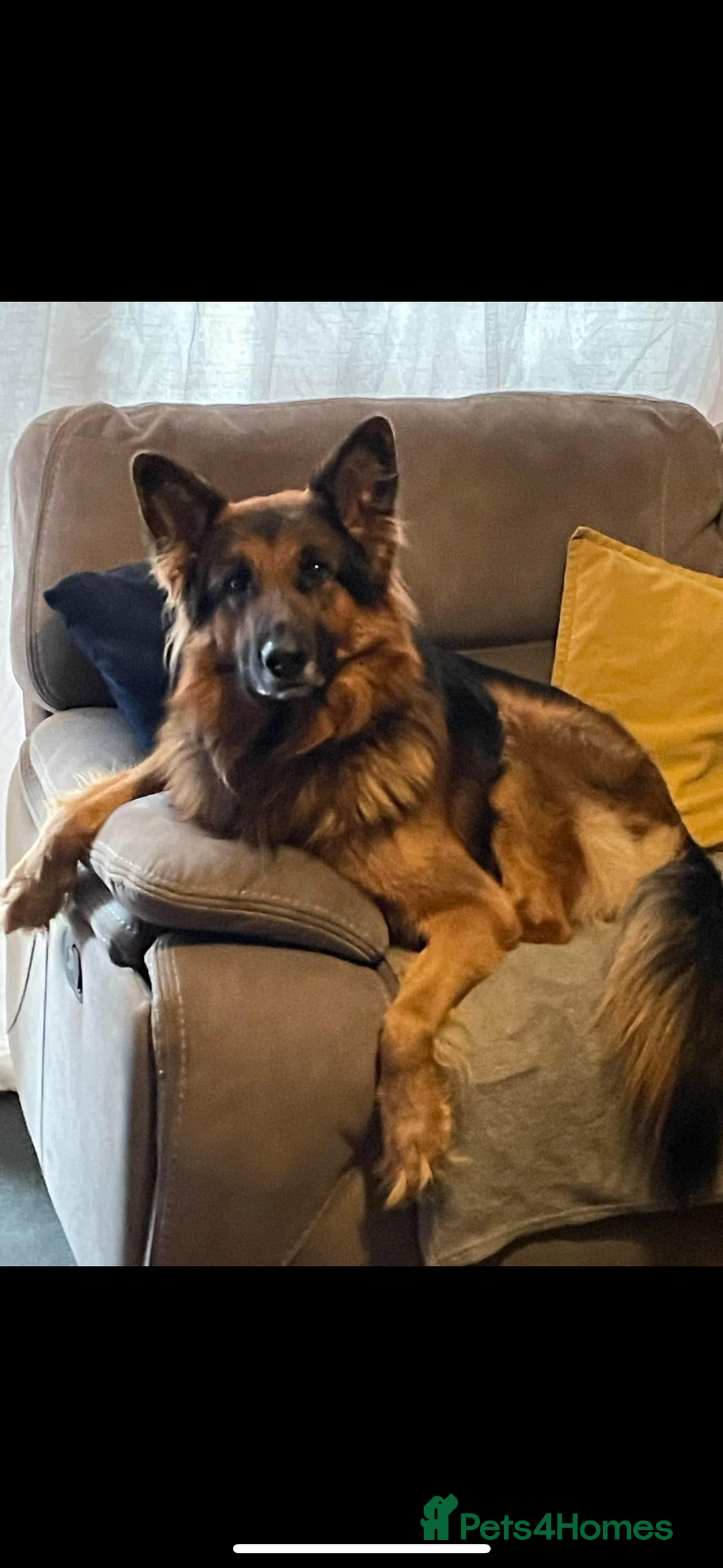 German Shepherd dogs for sale: 5 year old German Shepard  - Image 1