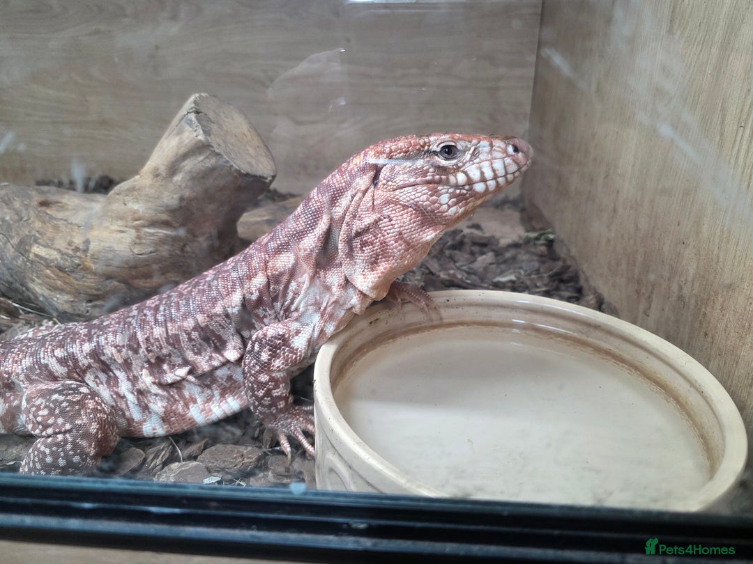 Lizard reptiles for sale: Red & white + Black & white Tegu in Gillingham - Image 4
