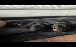 Dachshund dogs for sale: Smooth hair black and tan dachshund  - Image 9