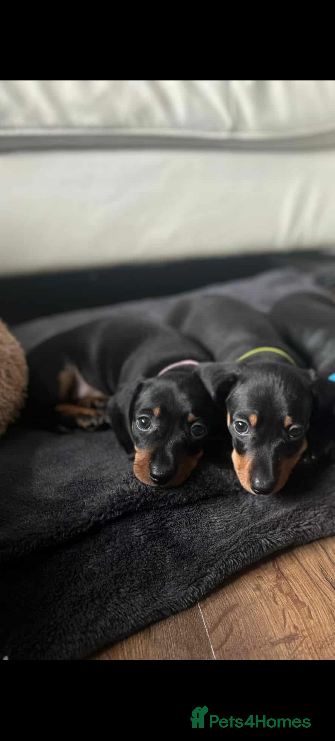 Dachshund dogs for sale: Smooth hair black and tan dachshund  - Image 9