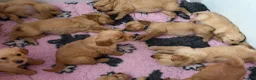 Golden Retriever dogs for sale: KC Golden Retriever Puppies - Advert 3