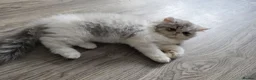 Persian cats for sale: Persian Kittens Extreme Punch Face – Bi-Color GCCF - Advert 4