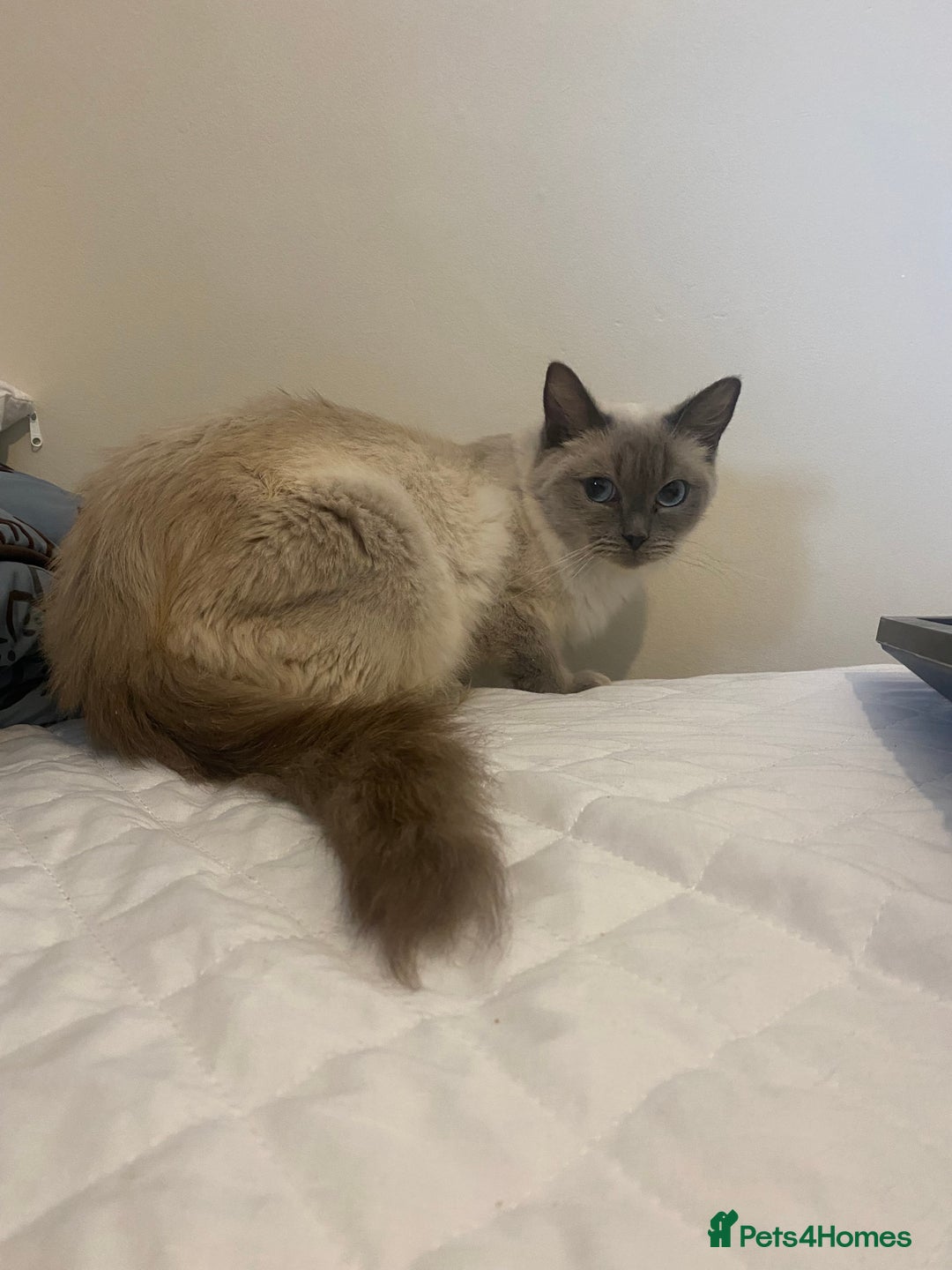 Mixed Breed cats for sale: Ragdol x bengal  - Advert 17