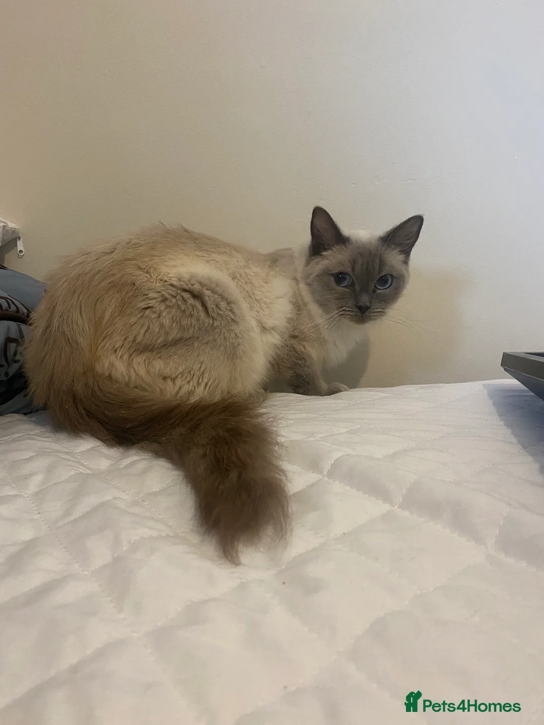 Mixed Breed cats for sale: Ragdol x bengal 2 left  - Advert 17